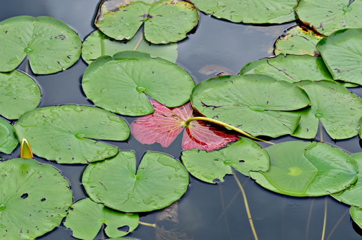 Nymphaea odorata ssp. odorata, Fragrant White Water-lily, American Water-lily, Sweet Water-lily, White Water-lily