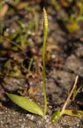 image of Ophioglossum nudicaule, Slender Adder's-tongue