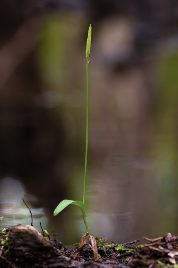 image of Ophioglossum petiolatum, Longstem Adder's-tongue, Stalked Adder's-tongue Fern, Longstem Adder's-tongue