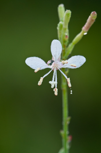 image of Oenothera simulans, Southeastern Gaura, Southern Bee-blossom