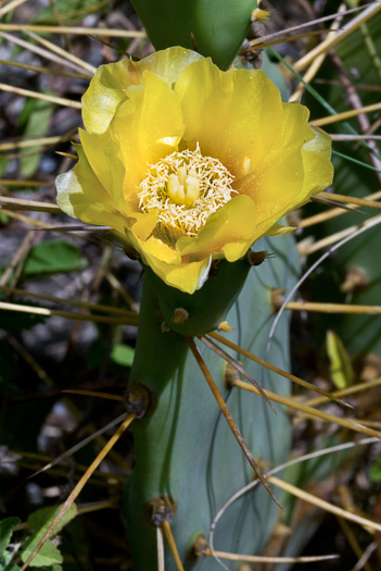 image of Opuntia stricta var. stricta, Coastal Prickly-pear, Shell Midden Prickly-pear, Erect Prickly-pear