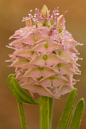image of Polygala cruciata, Southern Drumheads, Crossleaf Milkwort