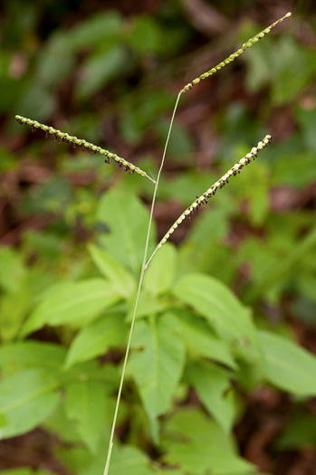 image of Paspalum floridanum, Florida Paspalum