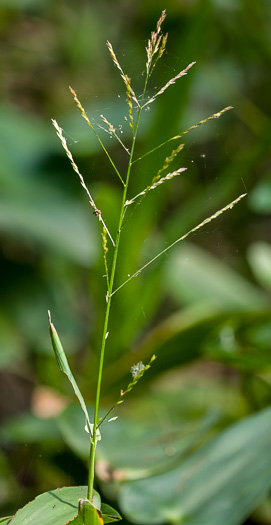 image of Phanopyrum gymnocarpon, Swamp Phanopyrum, Savanna Phanopyrum, Savanna Panicgrass