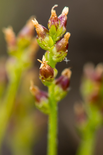 Plantago heterophylla, Many-seeded Plantain, Small Plantain, Slender Plantain