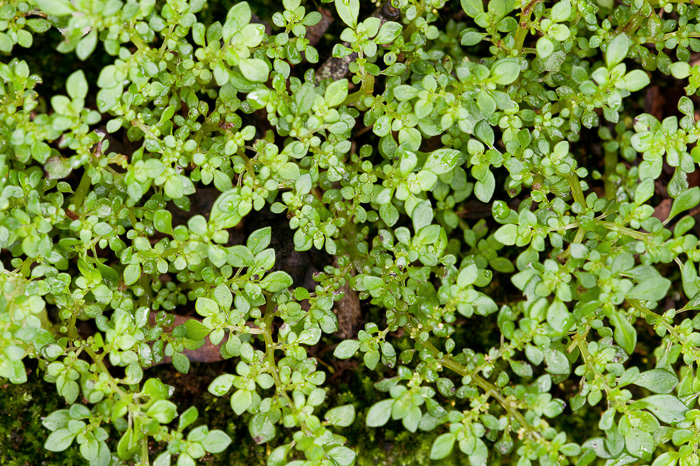 image of Pilea microphylla, Rockweed, Artilleryweed
