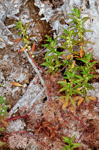image of Proserpinaca palustris, Marsh Mermaid-weed, Common Mermaid-weed