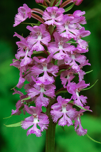 image of Platanthera psycodes, Small Purple Fringed Orchid, Butterfly Orchid, Lesser Purple Fringed Orchid