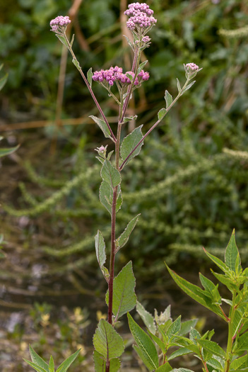 image of Pluchea odorata, Saltmarsh Fleabane, Camphorweed