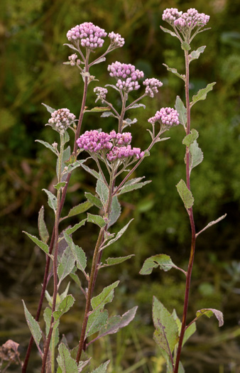 image of Pluchea odorata, Saltmarsh Fleabane, Camphorweed