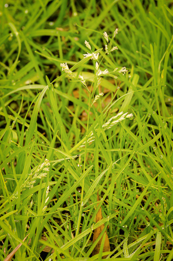 image of Poa annua, Annual Bluegrass, Six-weeks Grass, Speargass