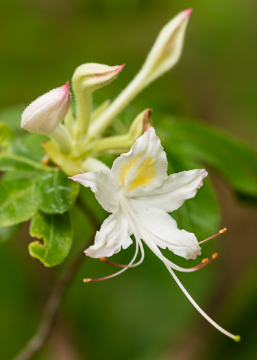 image of Rhododendron eastmanii, May White Azalea, Eastman's Azalea