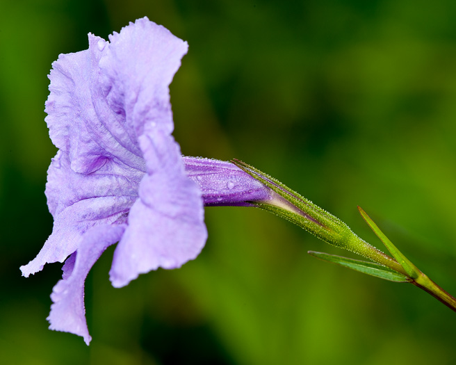 image of Ruellia simplex, Mexican Bluebell, Mexican Petunia