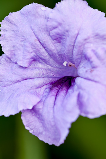 image of Ruellia simplex, Mexican Bluebell, Mexican Petunia