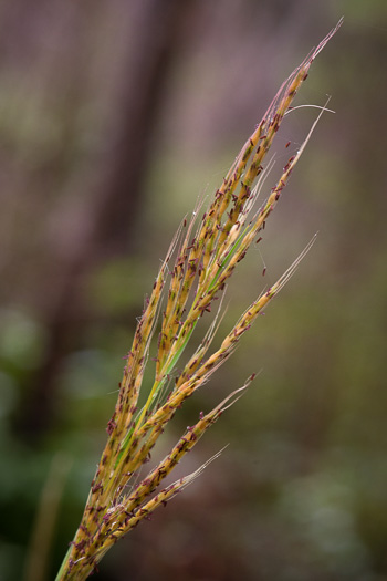 image of Erianthus brevibarbis, Short-beard Plumegrass