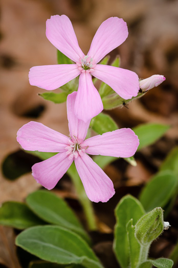 image of Silene caroliniana var. caroliniana, South Carolina Wild-pink, Rock Catchfly, Carolina Pink