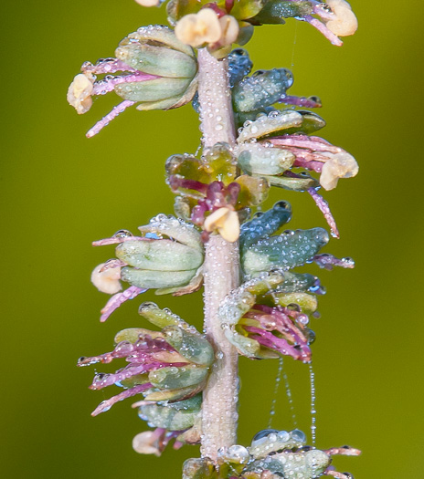 image of Schoenocaulon dubium, Florida Feathershank