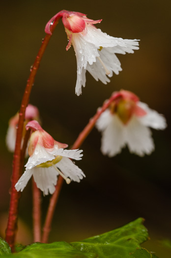 image of Shortia galacifolia, Oconee Bells, Southern Shortia