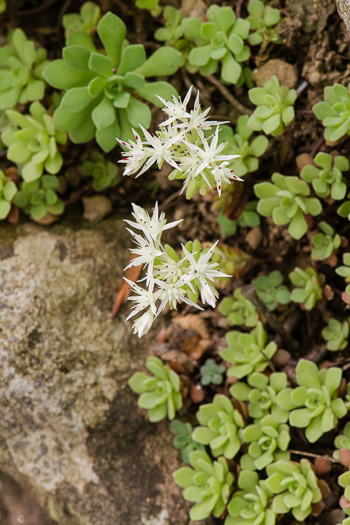 image of Sedum glaucophyllum, Cliff Stonecrop