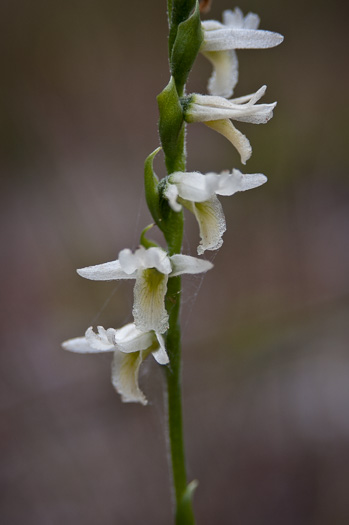 image of Spiranthes longilabris, Long-lipped Ladies'-tresses, Giant Spiral Orchid, Giant Spiral Ladies'-tresses