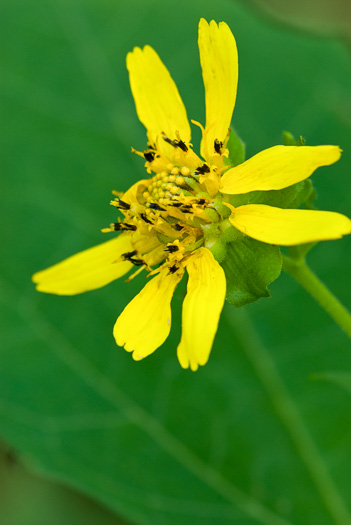image of Smallanthus uvedalia, Bearsfoot, Hairy Leafcup, Yellow Leafcup