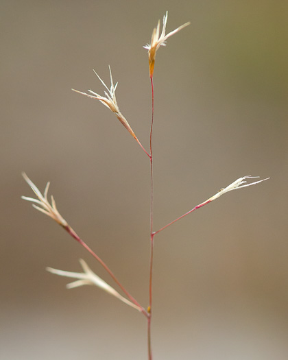 image of Triplasis americana, Southern Sandgrass, Perennial Sandgrass