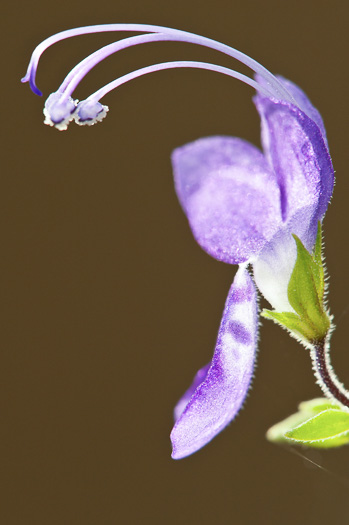 image of Trichostema dichotomum, Forked Bluecurls, Common Blue Curls
