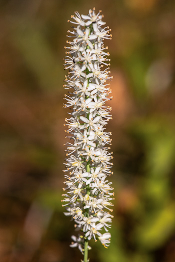 image of Tofieldia glabra, Carolina Bog Asphodel, White Asphodel