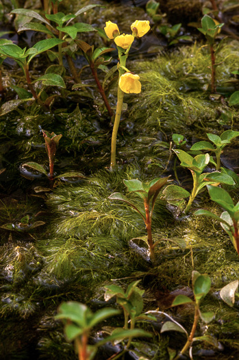 image of Utricularia foliosa, Flatstem Bladderwort, Leafy Bladderwort