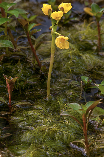 image of Utricularia foliosa, Flatstem Bladderwort, Leafy Bladderwort