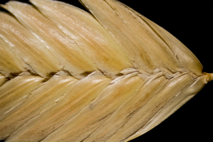 image of Uniola paniculata, Sea Oats