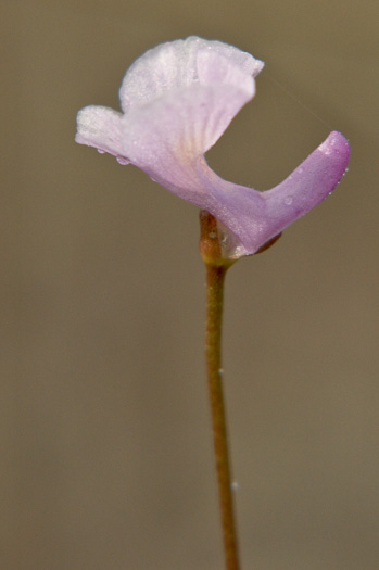 image of Utricularia resupinata, Northeastern Bladderwort, Resupinate Bladderwort, Lavender Bladderwort