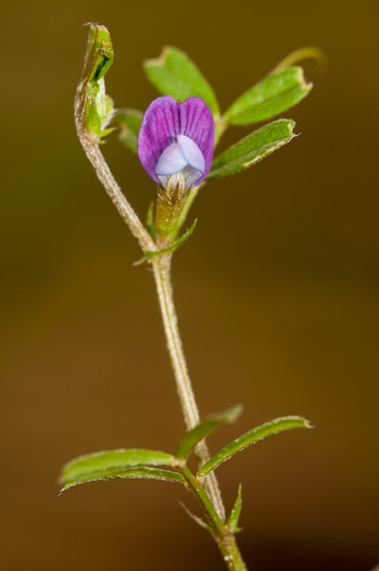 image of Vicia lathyroides, Spring Vetch