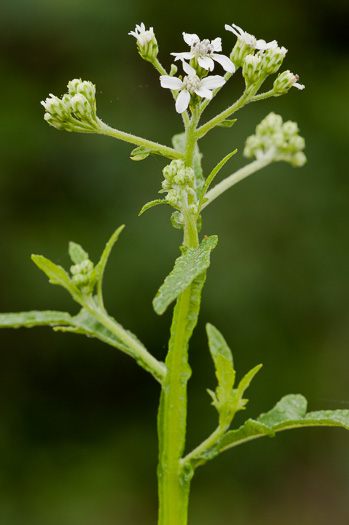 image of Verbesina virginica var. laciniata, Southern Frostweed