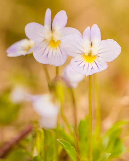 image of Viola rafinesquei, Johnny Jump-up, American Field Pansy, Wild Pansy