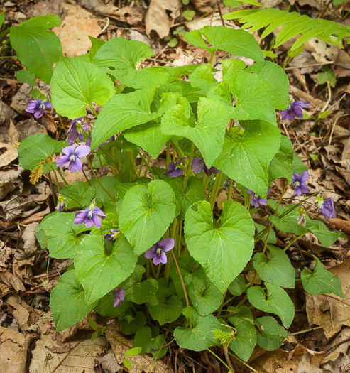 image of Viola sororia var. sororia, Dooryard Violet, Confederate Violet, Common Blue Violet