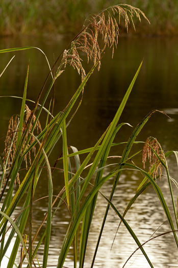 image of Zizaniopsis miliacea, Southern Wild-rice, Water-millet, Giant Cutgrass