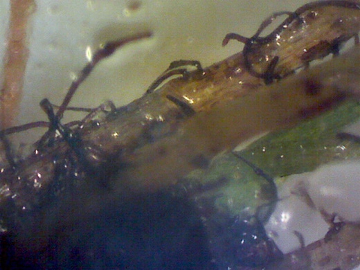 image of Didymoglossum petersii, Dwarf Filmy-fern, Bristle Fern, Peters' Filmy Fern