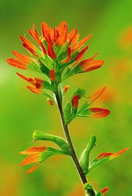 image of Castilleja coccinea, Eastern Indian Paintbrush, Scarlet Indian Paintbrush