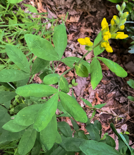 Thermopsis villosa, Aaron's Rod, Blue Ridge Golden-banner, Hairy Bush Pea