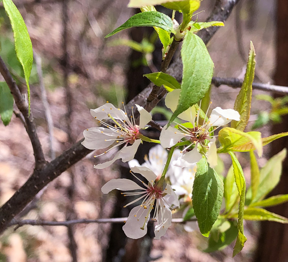 image of Prunus alleghaniensis var. alleghaniensis, Allegheny Plum, Allegheny Sloe