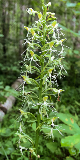 image of Platanthera lacera, Ragged Fringed Orchid, Green Fringed Orchid, Ragged Orchid
