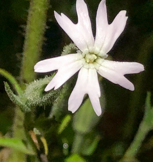 Silene noctiflora, Night-flowering Catchfly, Sticky Campion, Sticky Cockle