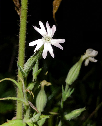 Silene noctiflora, Night-flowering Catchfly, Sticky Campion, Sticky Cockle