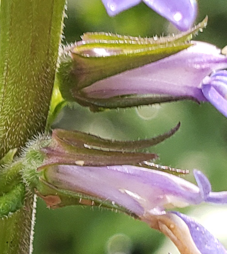 image of Lobelia spicata, Pale Spiked Lobelia, Palespike Lobelia