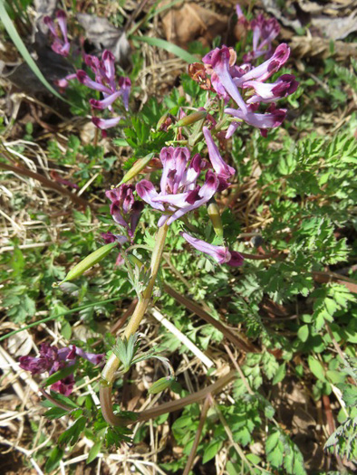 image of Corydalis incisa, Incised Fumewort, Purple Keman