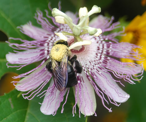 image of Passiflora incarnata, Purple Passionflower, Maypop