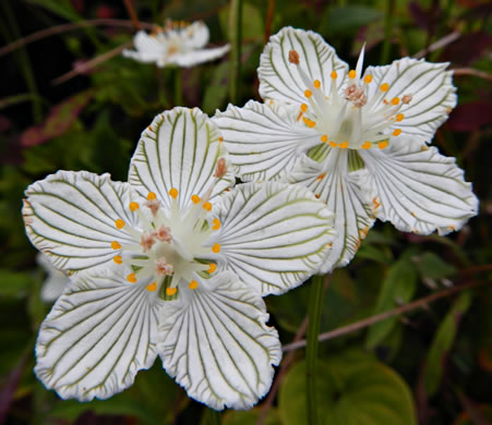 image of Parnassia asarifolia, Kidneyleaf Grass-of-Parnassus, Appalachian Grass-of-Parnassus, Brook Parnassia, Appalachian Parnassia