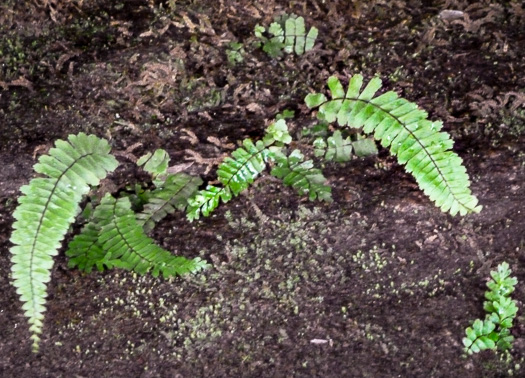 image of Asplenium monanthes, Single-sorus Spleenwort, One-sorus Spleenwort