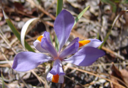 image of Iris verna var. verna, Coastal Plain Dwarf Iris, Sandhill Iris, Coastal Plain Violet Iris